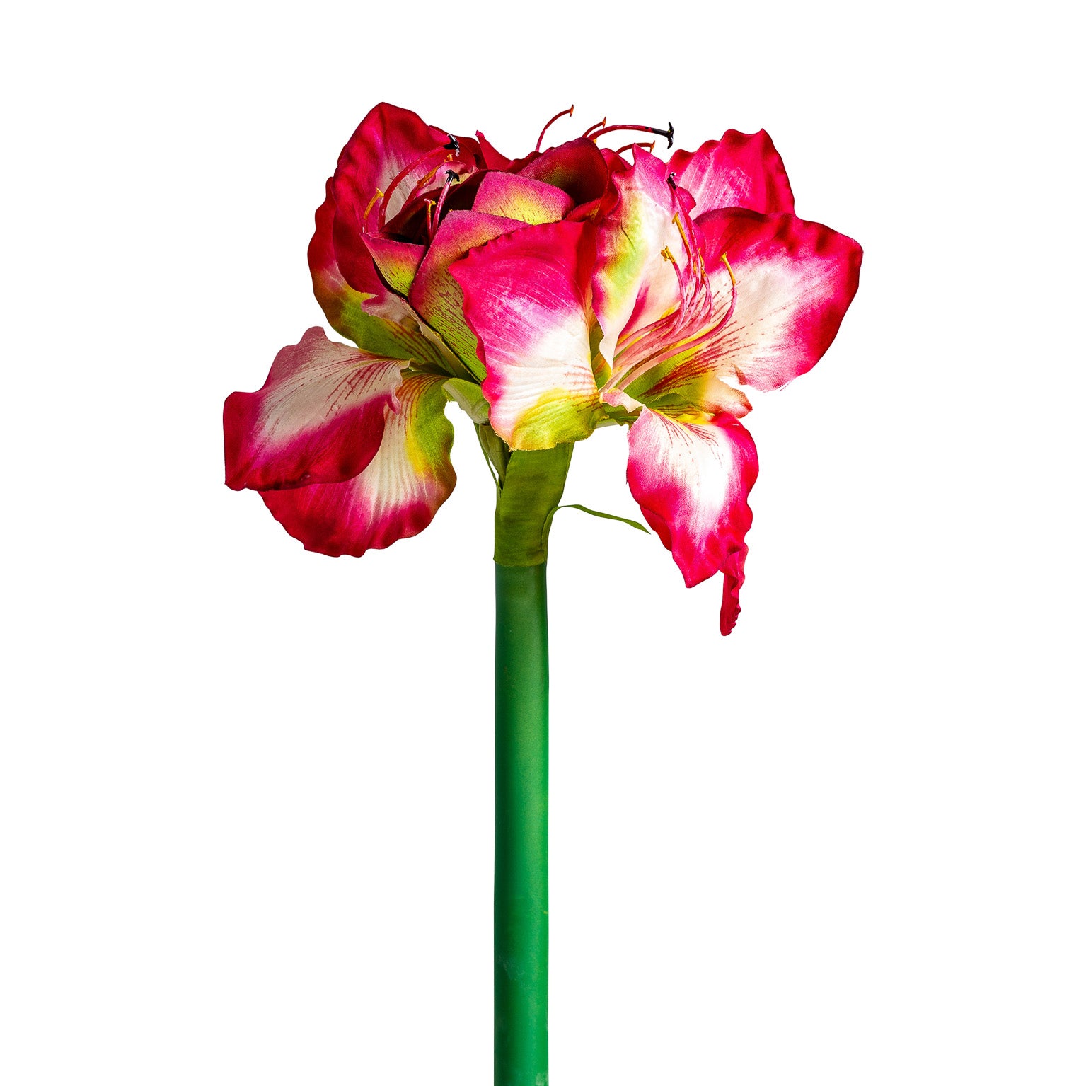 AMARYLLIS FLOWER