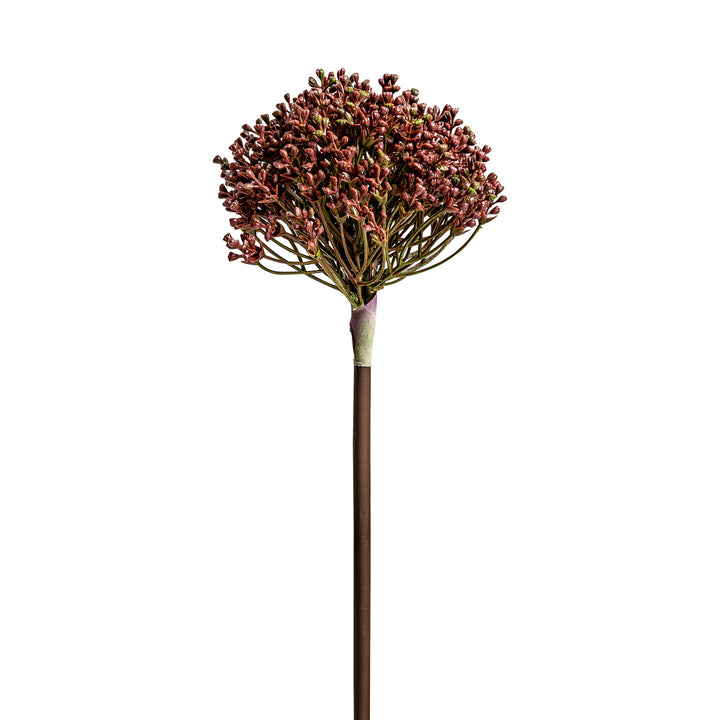 ALLIUM PLANT
