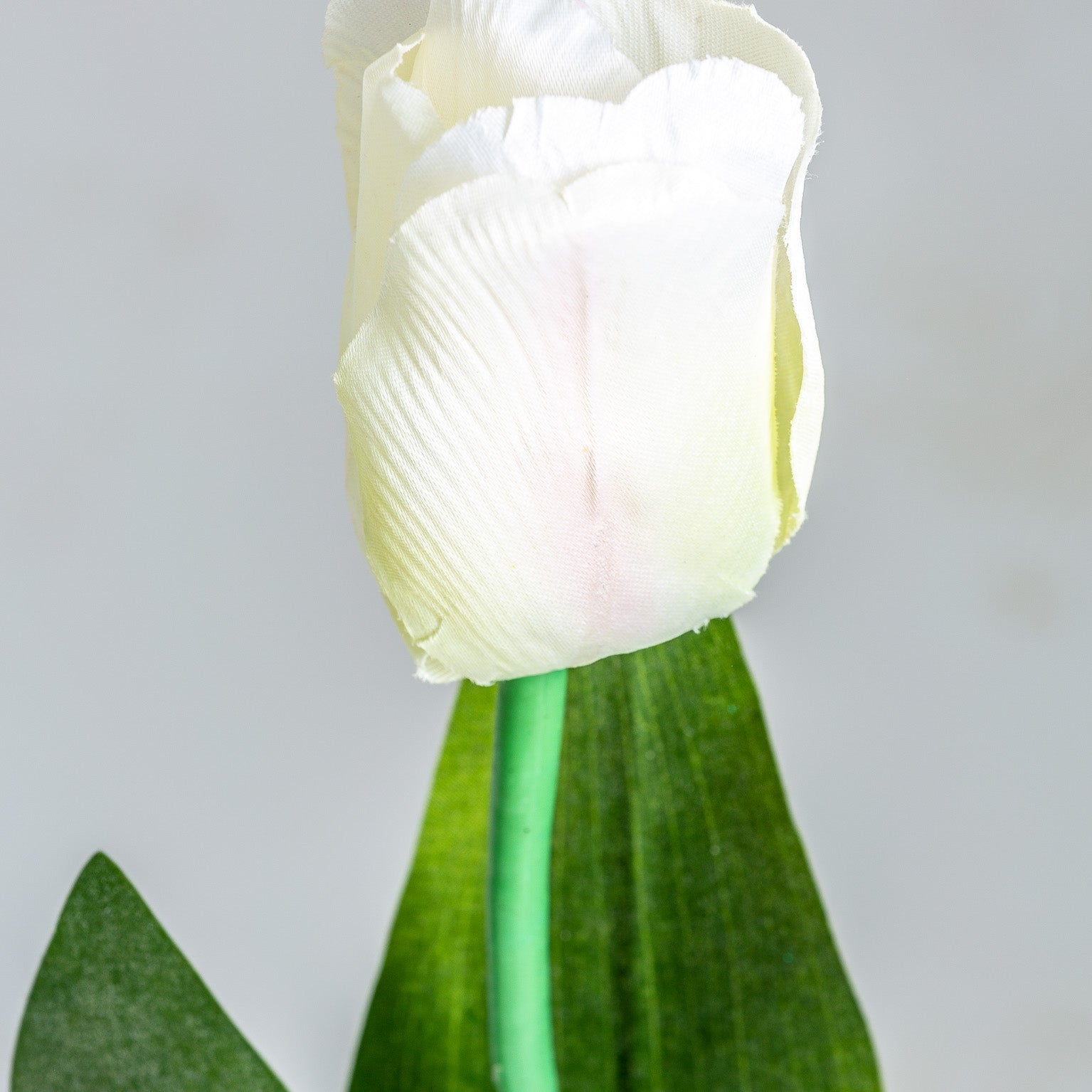 TULIPAN FLOWER