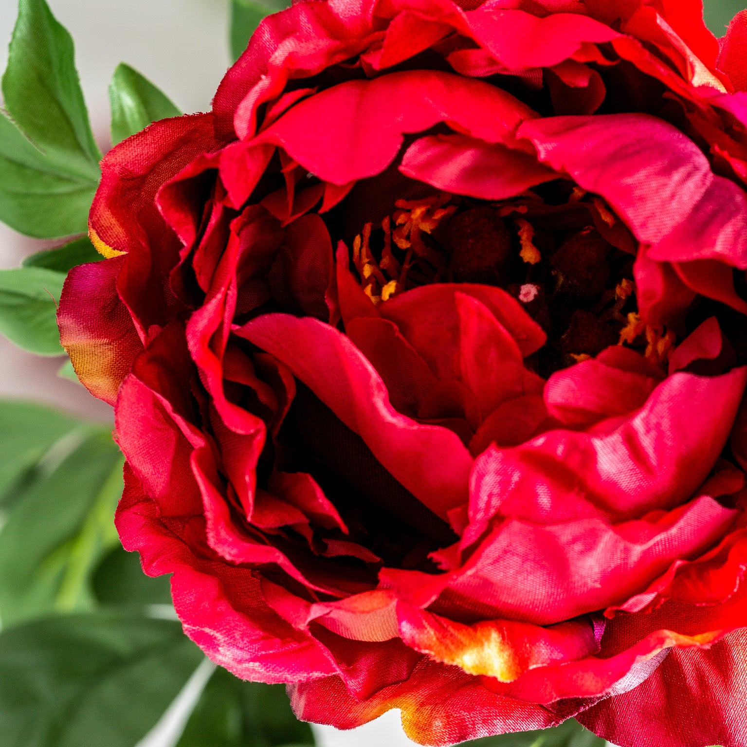 PEONIA FLOWER