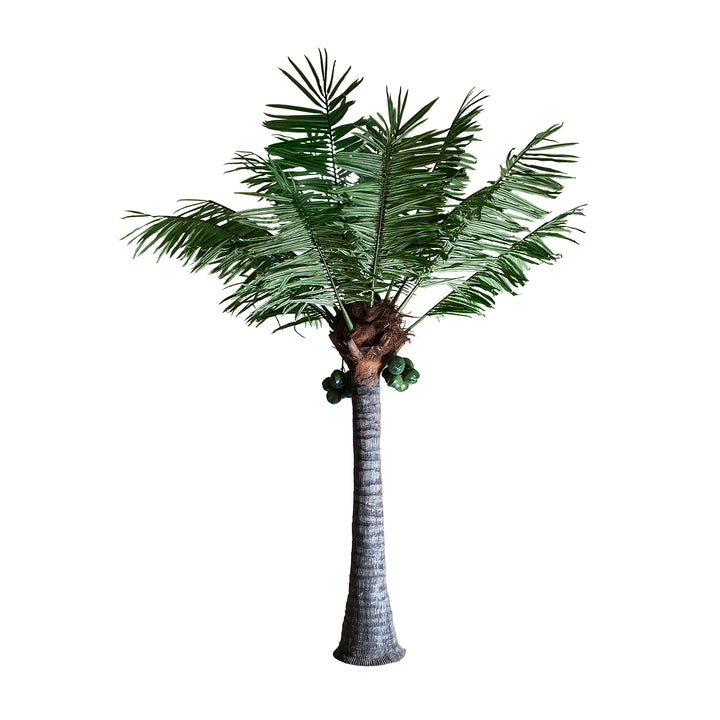 PALMERA PLANT