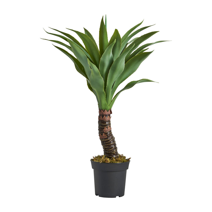 YUCCA PLANT