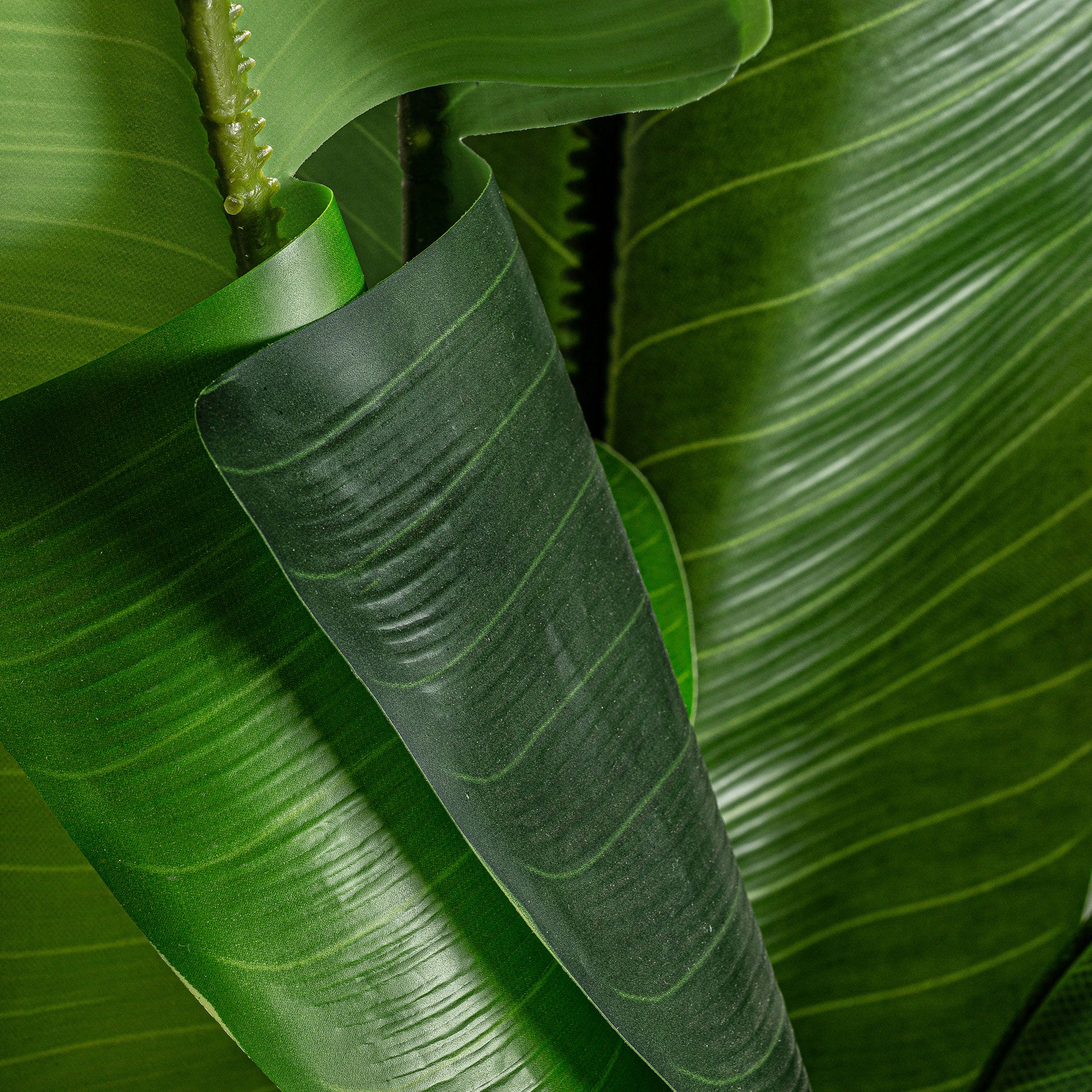 BANANERA PLANT