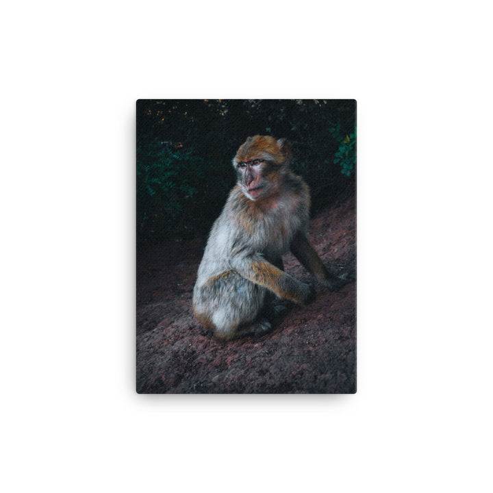 Monkey Canvas