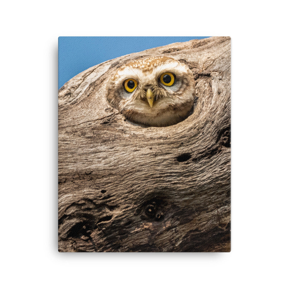 Owl Canvas