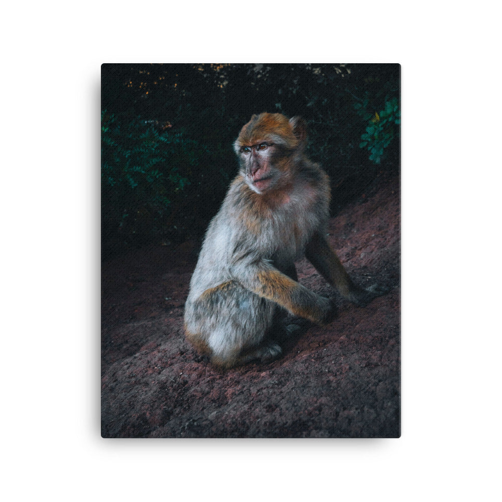 Monkey Canvas