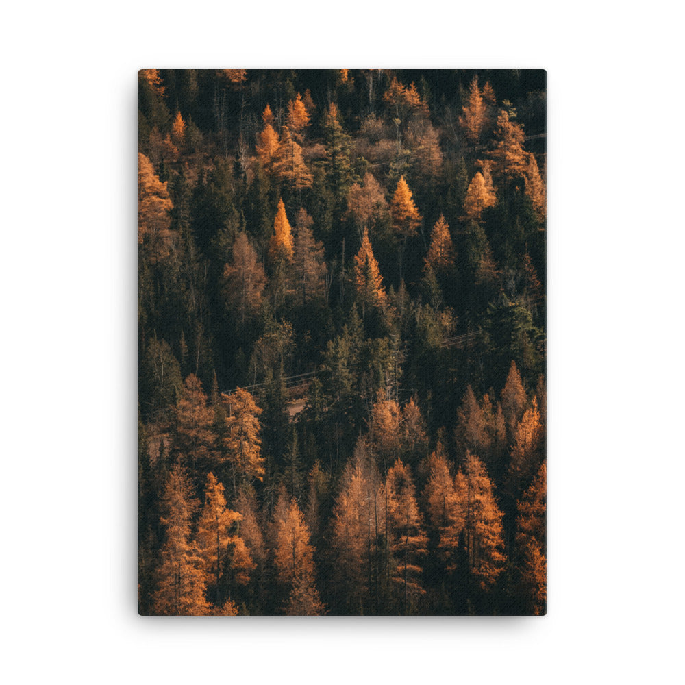 October Woods Canvas