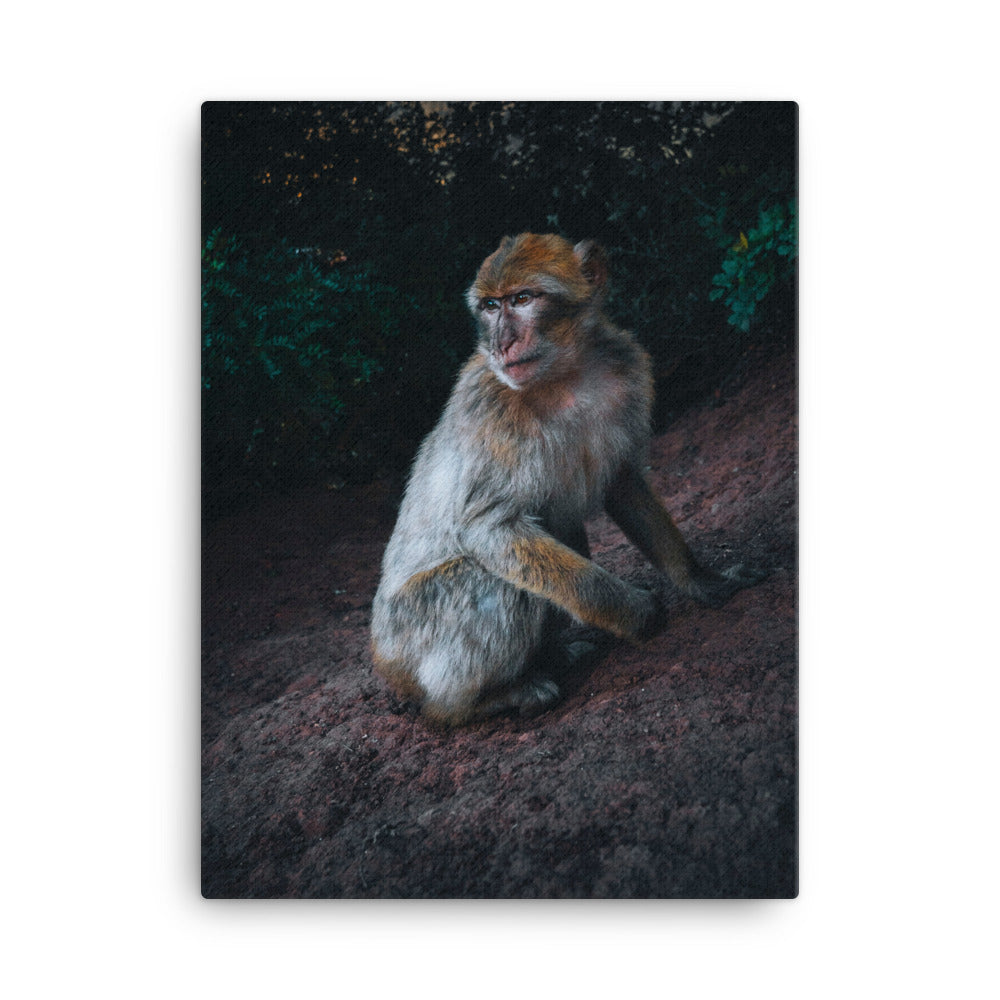 Monkey Canvas