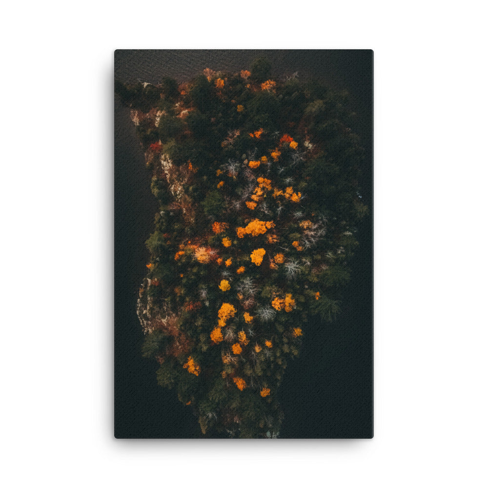 Walk in Forest Canvas
