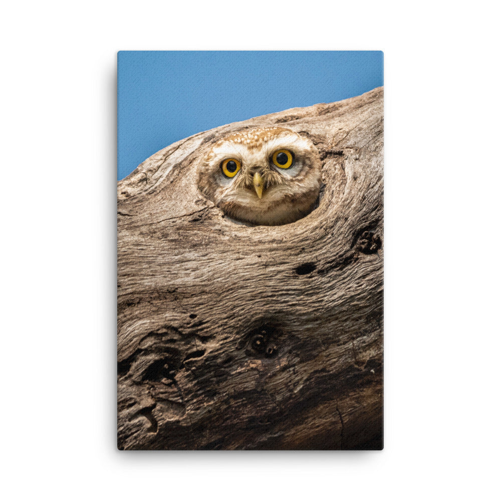 Owl Canvas