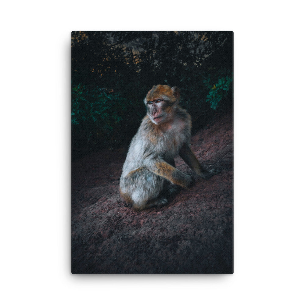 Monkey Canvas